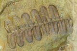 Pennsylvanian Seed Fern (Alethopteris) Fossil - Kansas #130261-2